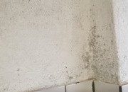 The reason you should get rid of mould as soon as possible